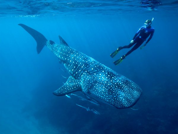 Whale Shark Video and Satellite Tags Help Scientists Understand Energy Use and Feeding Biology