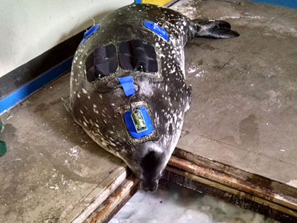 Ever wonder how seals find breathing holes under a thick blanket of snow and ice?