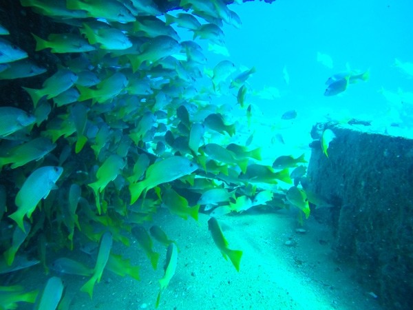In Search of Spawning Aggregations in the Sea of Cortez