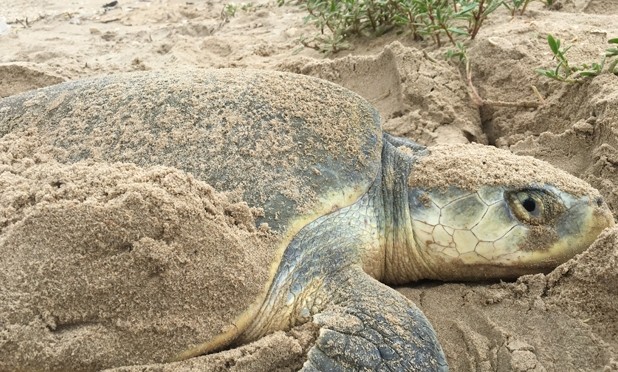 Sea Turtle Nesting Season Begins on the Texas Coast