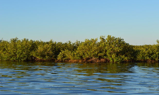 Viruses in mangrove muck may be important influencer of methane emission
