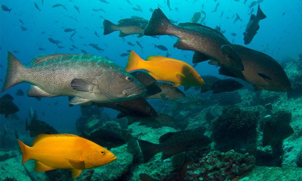 Extinction Risk to World’s Groupers Reassessed and Not Improved