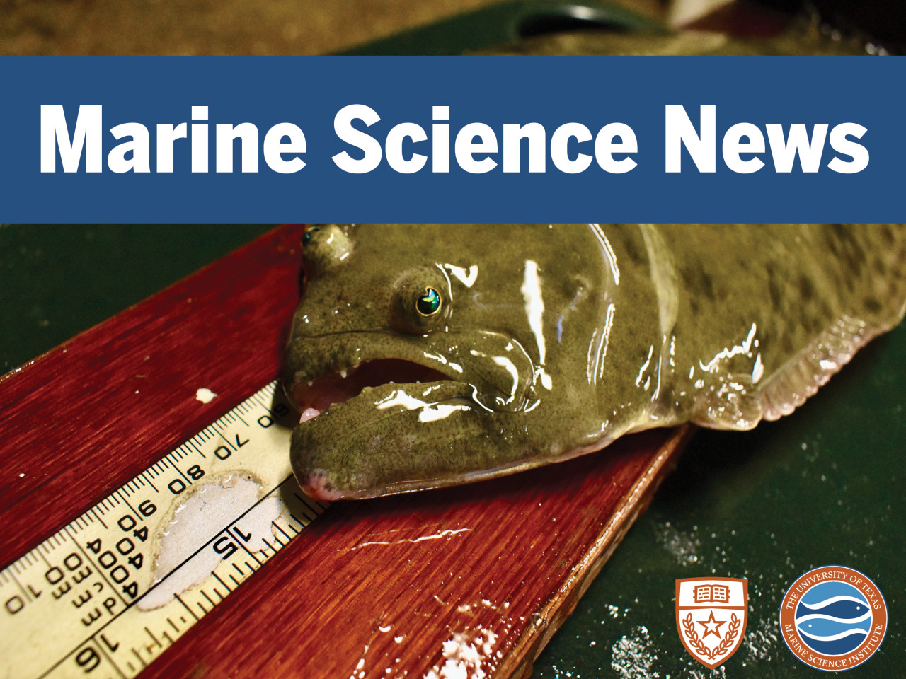 Marine Science News - 1st edition 2020