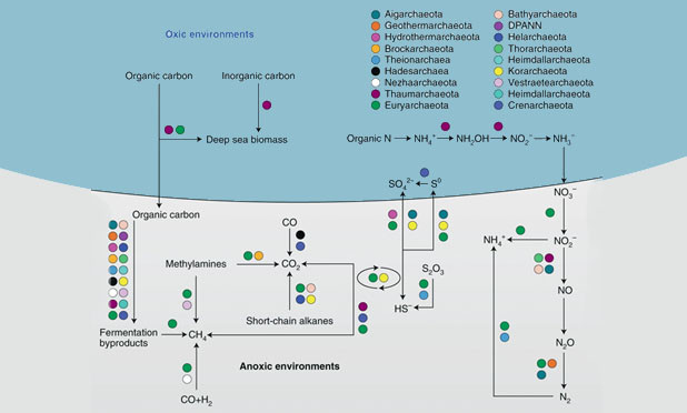 New Review updates knowledge on and biodiversity of Archaea