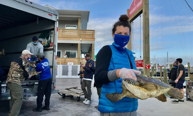 Turtles headed for release