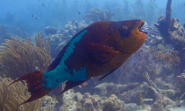 Vitamin Sea: Why Coral Reef Fish Eat Poop