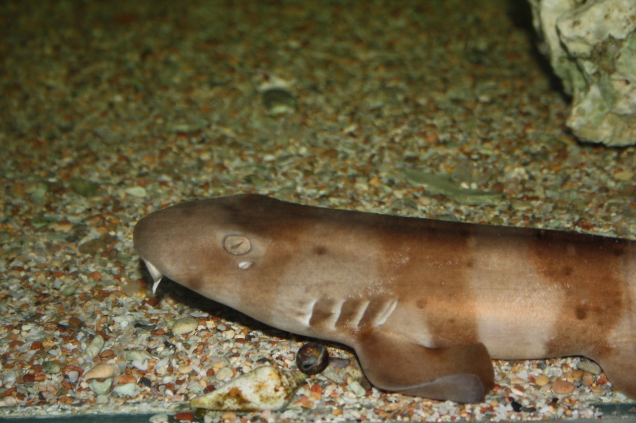 Scientists document longest-ever case of sperm storage in sharks