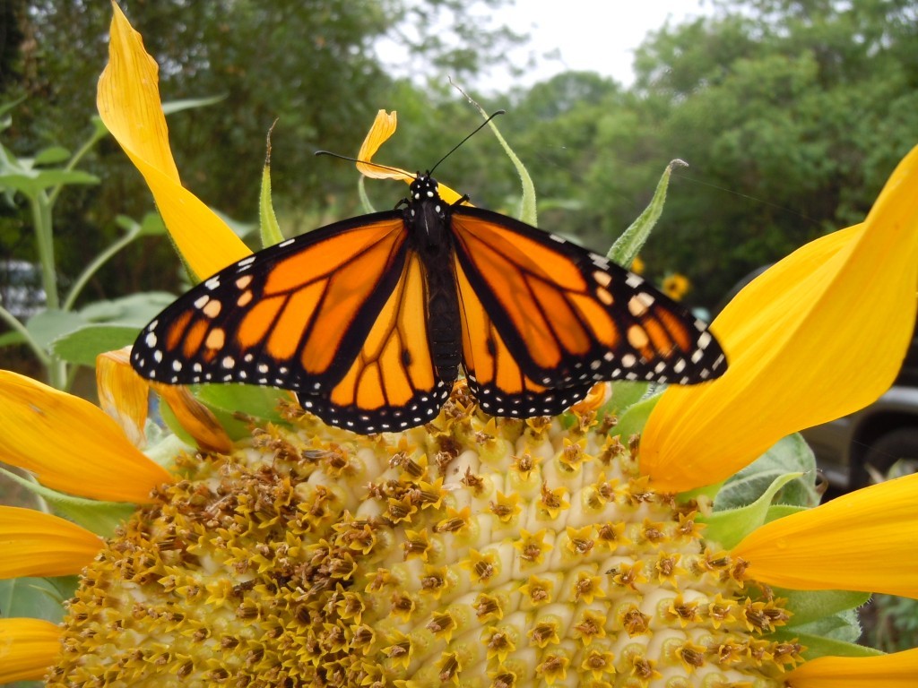 New App will Help Track Monarch Butterflies Migrations in Gulf of Mexico