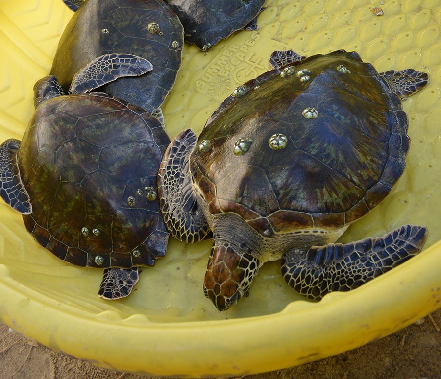 Hundreds of Sea Turtles Get a New Lease on Life