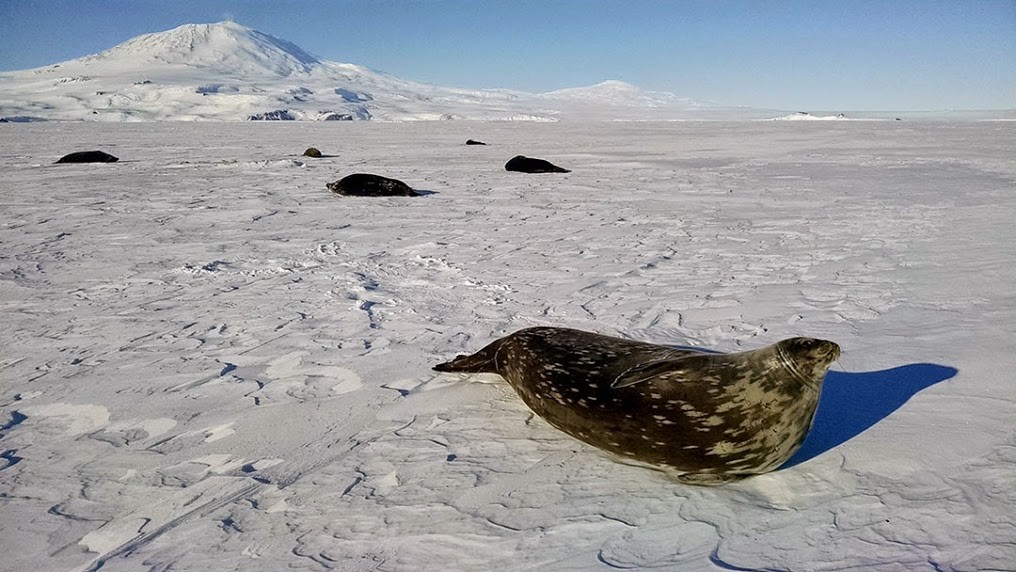 New research begins to understand how Weddell seals navigate under Antarctic ice