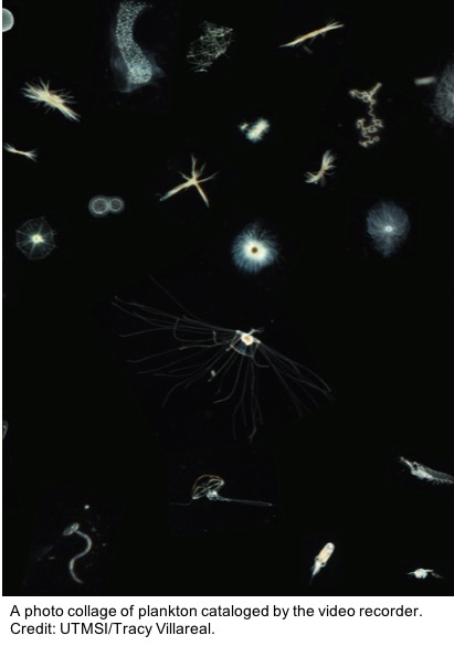201908 Phytoplankton TracyVillareal