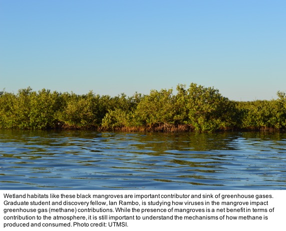 201909 mangrove rambo