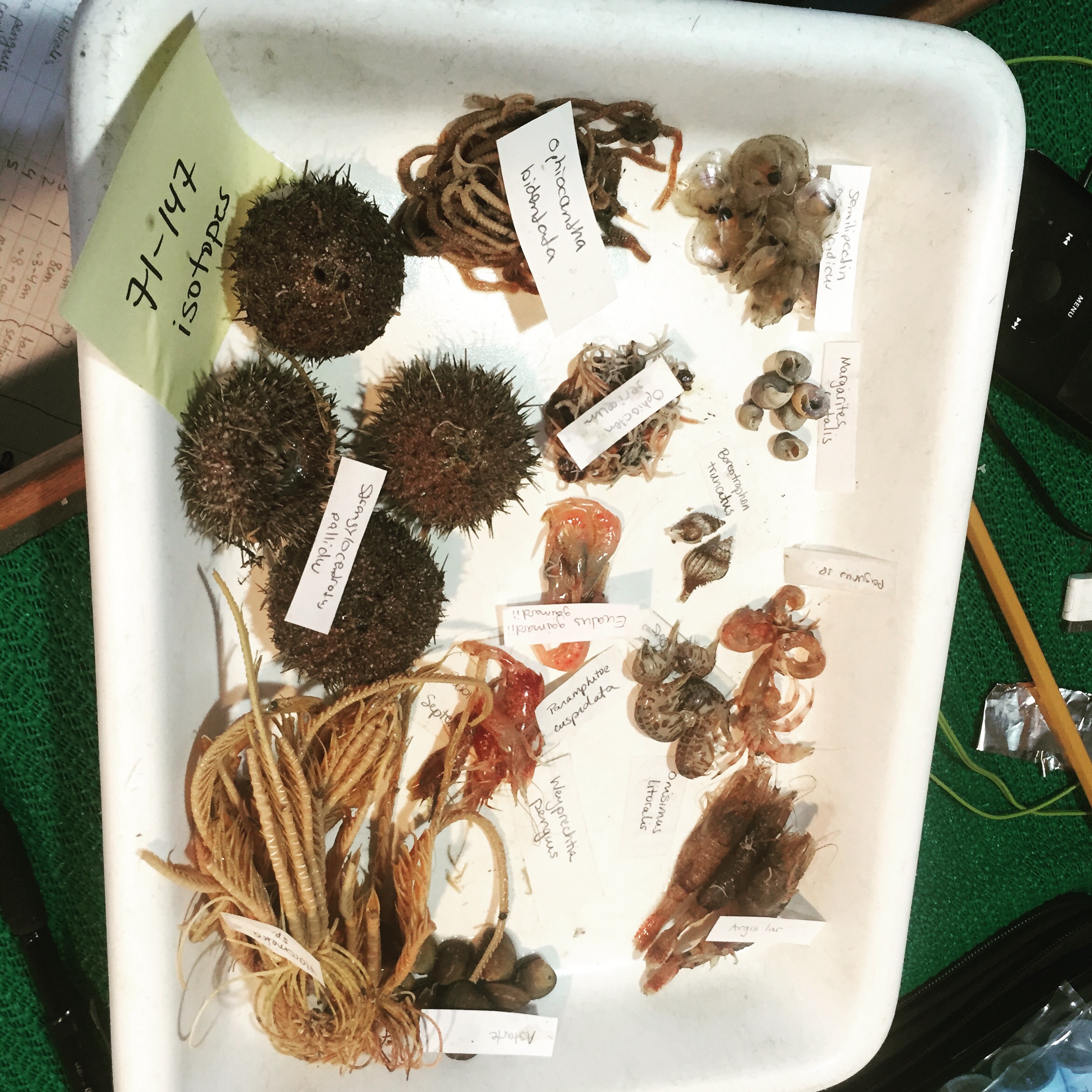 Carrie Harris 2015 sorted and labeled tray of critters from the trawl group