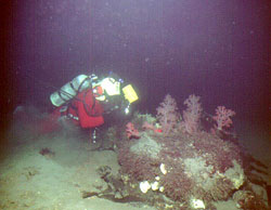 Diver photographing attached biota (soft corals, algae and sponges) on boulder in arctic kelp bed, Beaufort Sea. Photograph by Ken Dunton.