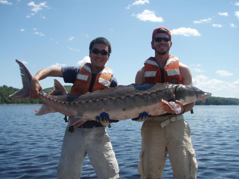 Sturgeon research on the Penobscot River Maine while at the University of Maine Orono