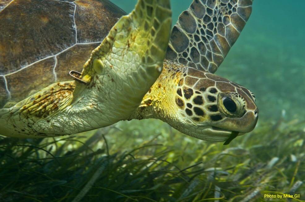 sea turtle MikeGil