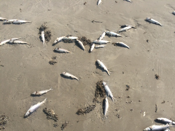 Red Tide Confirmed in the Port Aransas Area