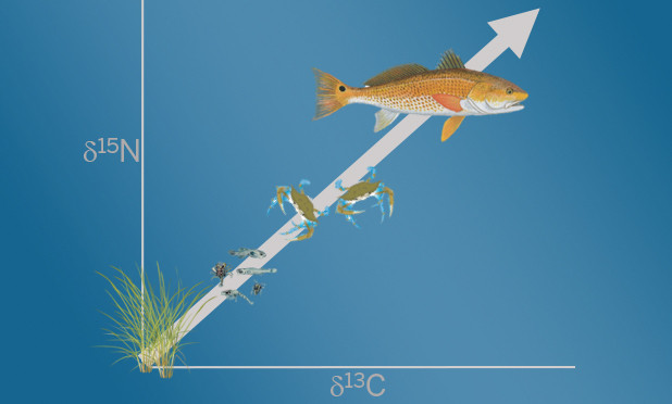 A Look at the Multi-Tool of Aquatic Science