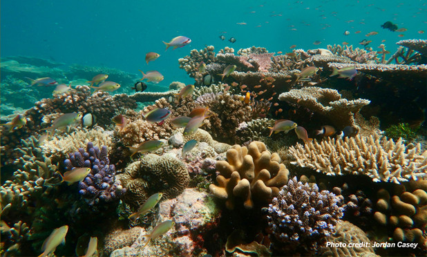 Fun Facts You Never Knew About Coral Reefs