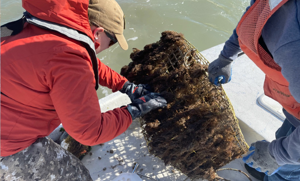 Fewer Abandoned Crab Traps Found This Year - Highlights
