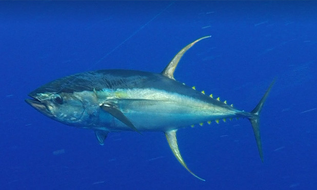 Following the Flow: Study identifies the best habitat for yellowfin tuna