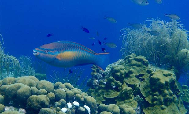Are Parrotfishes Friends or Foes to Coral Reefs?