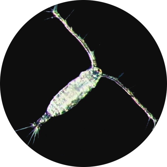 What is a Copepod?