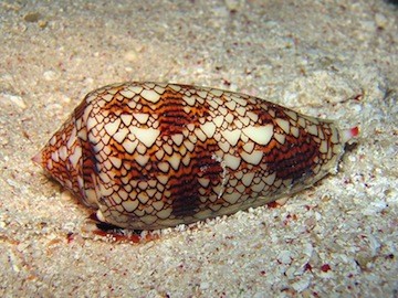 Some cone snail's venom is thousand times more powerful than morphine