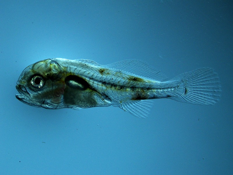 Climate change may alter a fish’s chemistry