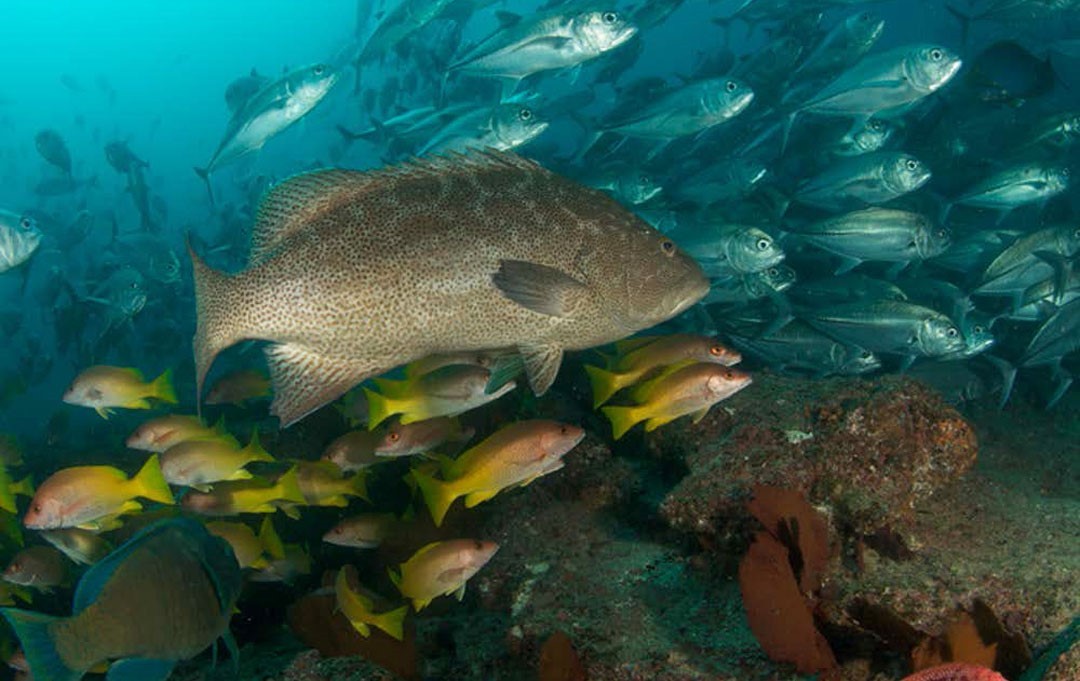 Researchers Assess Sustainability in Baja Fisheries