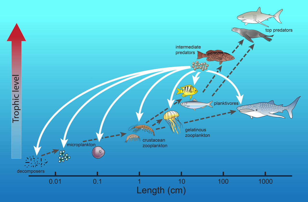 Fish Eggs Turn Conventional View of Ocean Food Webs Upside Down - Highlights