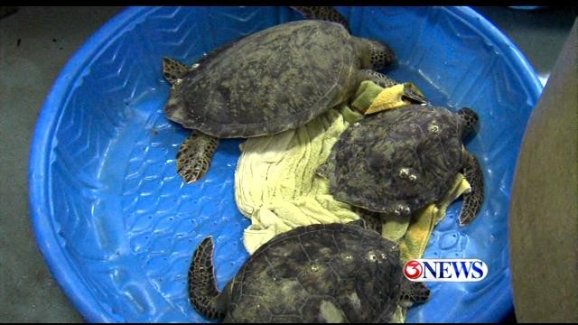 ARK Nearing Capacity of Cold Stunned Green Turtles