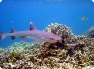 Shark Havens - Marine Science Institute. The University of Texas at Austin.