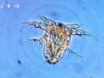 A tiny copepod, as seen under a microscope. Credit: Dr. Ed Buskey, University of Texas Marine Science Institute