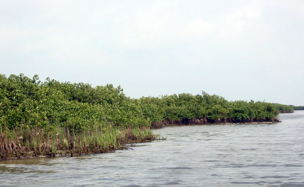 Mangrove3