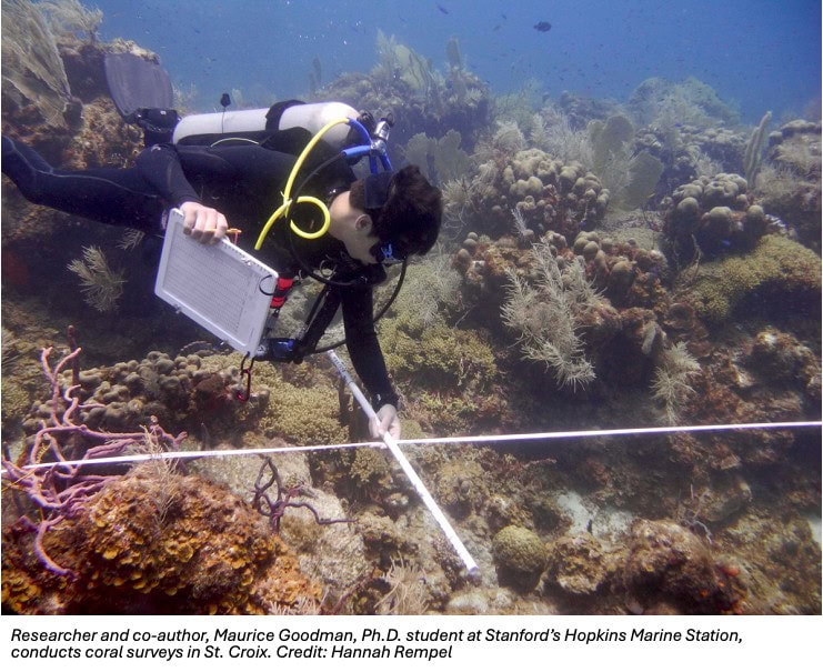 Researcher and co-author, Maurice Goodman, Ph.D. student at Stanford’s Hopkins Marine Station, conducts coral surveys in St. Croix. Credit: Hannah Rempel