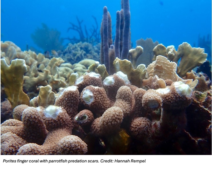 Porites finger coral with parrotfish predation scars. Credit: Hannah Rempel