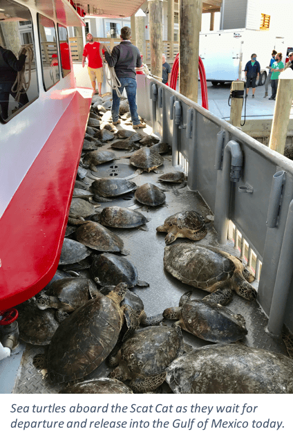 SeaTurtle release caption 1