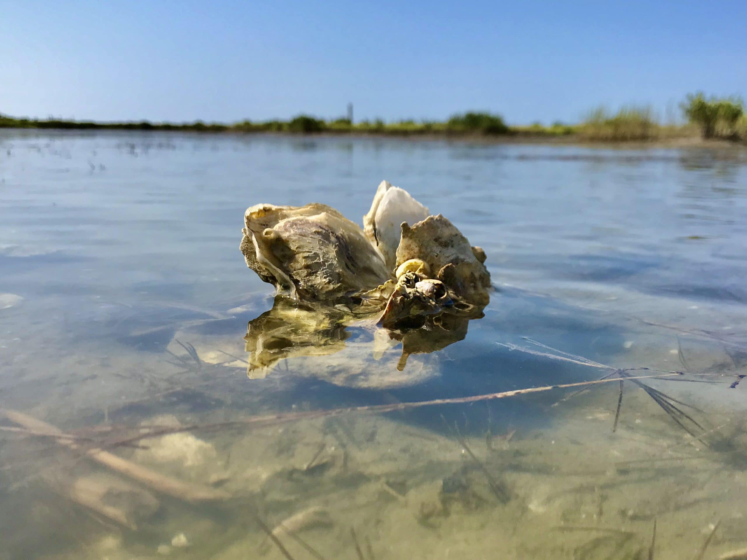 UTMSI IntertidalOyster JaceTunnell