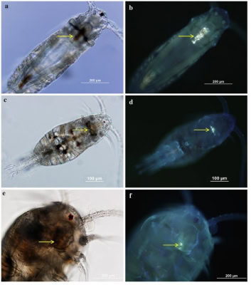 b2ap3_thumbnail_Copepods.jpg