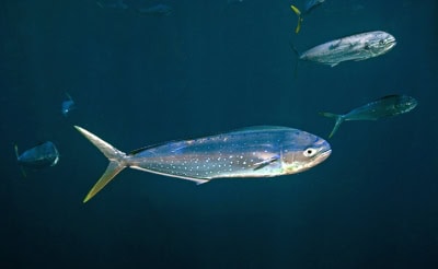 b2ap3_thumbnail_Dolphinfish_Evan-DAlessandro_web.jpg