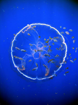 b2ap3_thumbnail_Operation-Deep-Scope-2005-Expedition-NOAA-Office-of-Ocean-Exploration_web.jpg