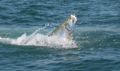 b2ap3_thumbnail_Tarpon_FWC-Fish-and-Wildlife-Research-Institute.jpg