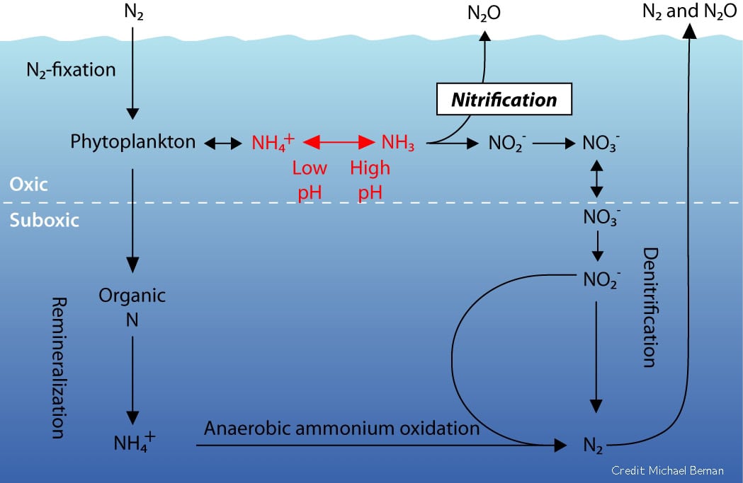 nitrogen cycling2 Credit Michael Beman