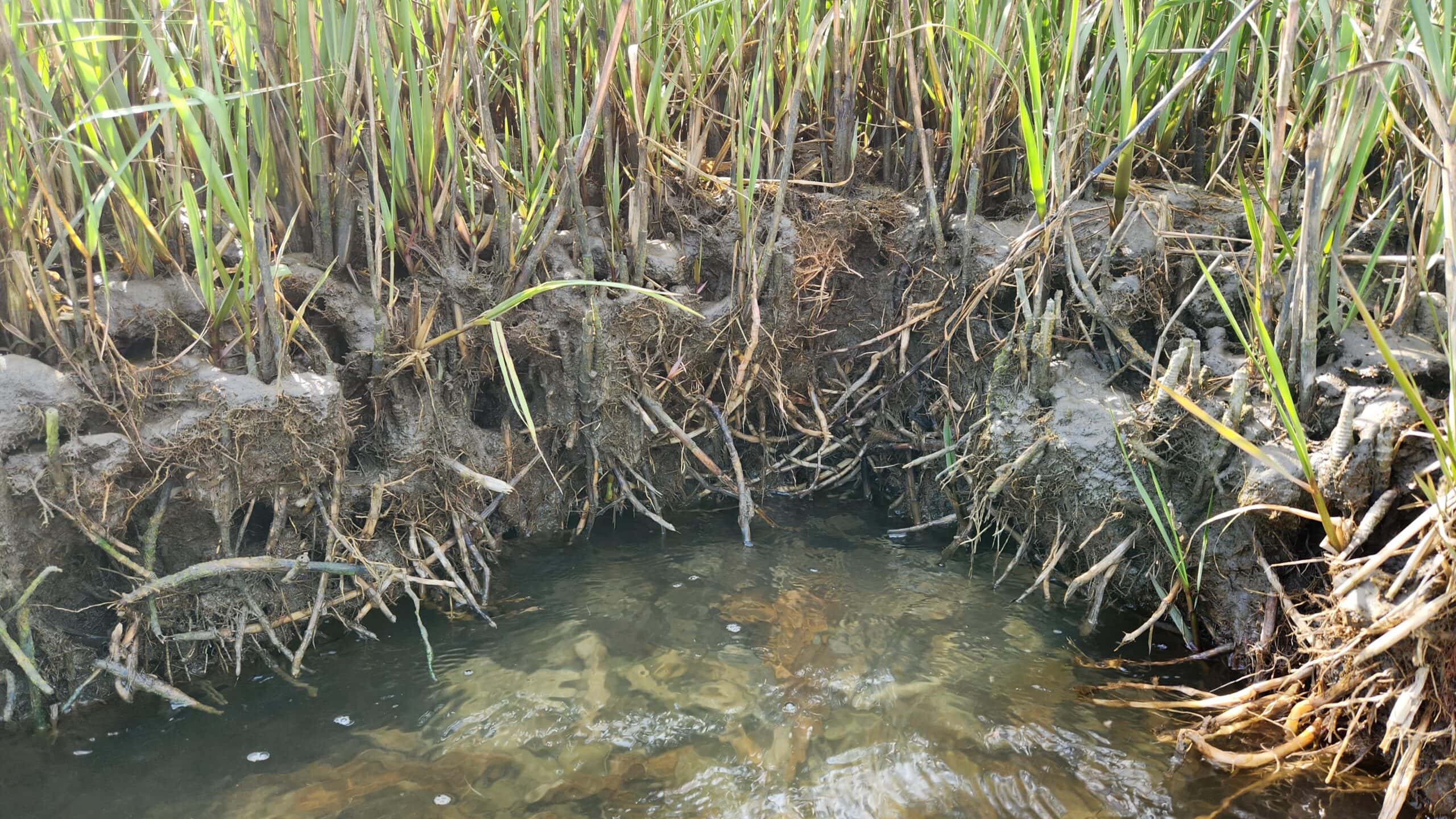 Marsh root system